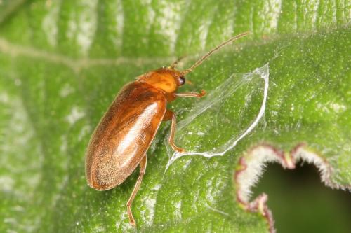 Réf. 280 357 : Microcara testacea